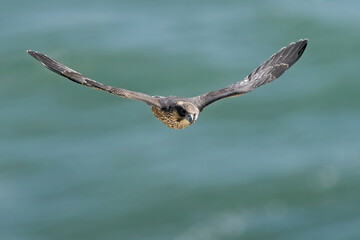 Wall Mural - Peregrine falcon (Falco peregrinus)