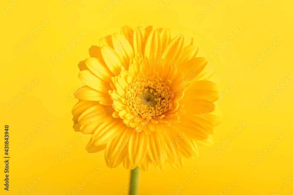 Beautiful flower on color background