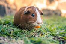 Guinea Pig Eating A Piece Of Pepper On The Grass.