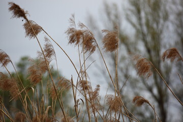 reed in the wind