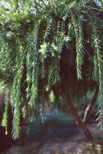 Native Australian Callistemon Viminalis (weeping Bottlebrush) Tree Outdoor In Sunny Backyard