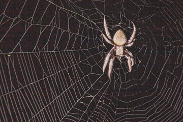 spider on the web