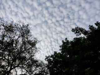 Silhouette of two trees in blue sky and white cloud pattern for nature background.