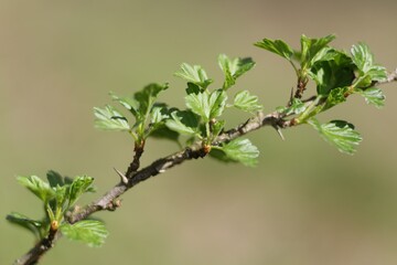 Poster - Sprig of gooseberry with leaves in spring close-up