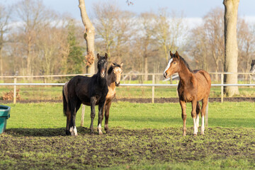 Wall Mural - Three one-year-old horses in the pasture. A black, a yellow and a chestnut colored foal. Trees and fence in the background. Selective focus