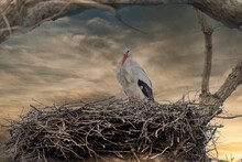 One Stork Build A Nest In A Big Tree. Dramatic Gold Brown Sunset In The Background, Skyscape
