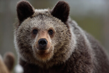 Wall Mural - young brown bear portrait