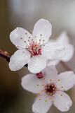 Fototapeta Kwiaty - Regentropfen auf einer Blüte