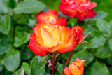 Fototapeta Tulipany - One large and delicate vivid orange rose in full bloom in a summer garden, in direct sunlight, with blurred green leaves in the background.