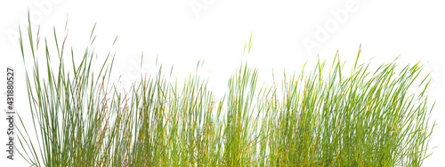 Fototapeta Kuchenna Bordure De Brins D Herbes Sur Fond Blanc Trawa Granica Ostrze Fototapety Foteks