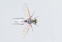 Image Of The Asilidae Are The Robber Fly Family, Also Called Assassin Flies. On White Background. From Top View. Insect. Animal