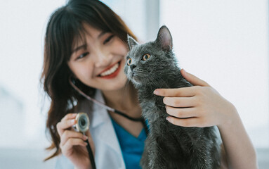 The female veterinarian is doing routine physical exams for the cat