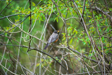 Wall Mural - robin on a branch