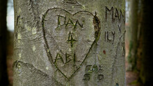 Love Heart And Names Carved Into Beech Tree Trunk For Natural Layer Nature Texture Backdrop Wallpaper.
