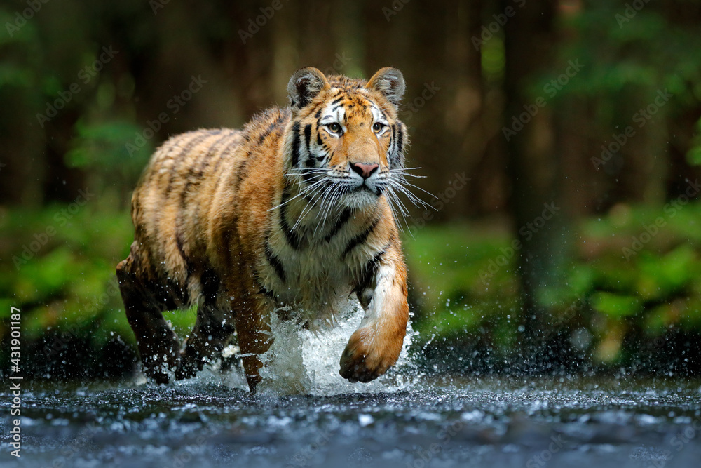 Amur tiger playing in the water, Siberia. Dangerous animal, tajga, Russia. Animal in green forest stream. Siberian tiger splashing water. - obrazy, fototapety, plakaty 