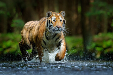 Wall Mural - amur tiger playing in the water, siberia. dangerous animal, tajga, russia. animal in green forest st