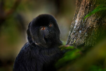 Goeldi's Marmoset Monkey, Callimico Goeldii, Small Black South American Monkey Tfromr Amazon Basin Region. Tamarin Detail Portrait In The Nature Habitat. Wildlife Brazil.