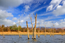 Lake Kariba. Dead Trees And Reflection Of The Sky, Zambezi River, Zimbabwe, Africa. Water With Trees, Sunny Day With Blue Sky And White Clouds. African Landscape.