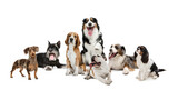 Fototapeta Zwierzęta - Art collage made of funny dogs different breeds posing isolated over white studio background.