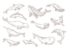 Species Of Whales Isolated Hand Drawn Vector Illustration Set. Engraved Vintage Narwhal, Humpback, Beluga And Blue Whale Vintage Sketch. Sea Animals And Ocean Wildlife Concept