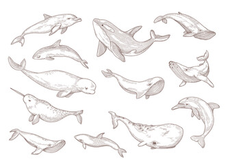 Species of whales isolated hand drawn vector illustration set. Engraved vintage narwhal, humpback, beluga and blue whale vintage sketch. Sea animals and ocean wildlife concept