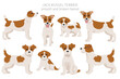 Jack Russel terrier in different poses and coat colors. Adult dogs and puppy set