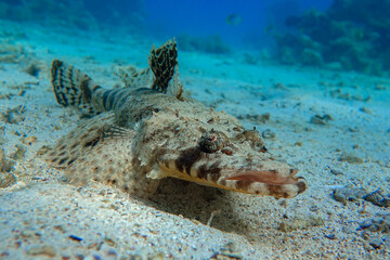 Crocodilefish (Papilloculiceps longiceps) - Red sea