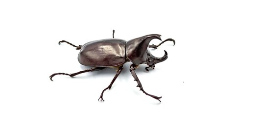 stag beetle isolated on white background