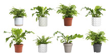 Set With Beautiful Ferns In Pots On White Background. Banner Design