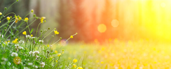 Spring background. Sunny meadow blurred background with wildflowers, grasses and green fresh grass. Spring, nature, summer and sun concept