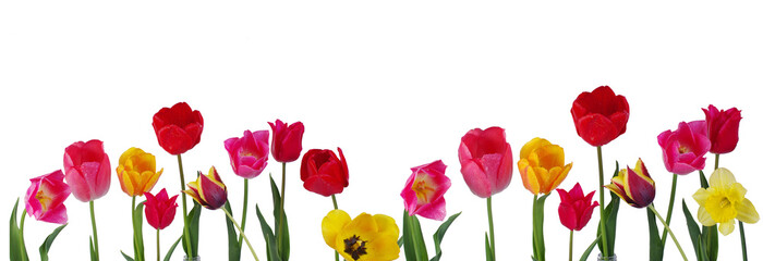 Wall Mural - Multicolored tulips on a white background. Isolated on white.