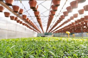 Wall Mural - Growing vegetable seedling and flowers for market. Greenhouse and agricultural business technologies. Inside industrial hothouse. Rows of fresh greenery in soil and flowerpots hang under glass roof