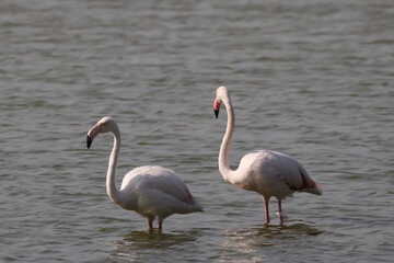 Poster - White Greater flamingoes in the lake