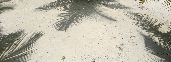 shadow of palm leaves on white sand