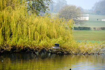 Wall Mural - Grey Heron or Ardea Cinerea in flight over a lake and building a nest