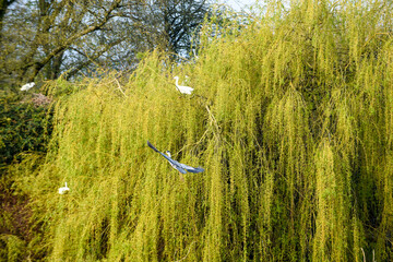 Wall Mural - Grey Heron or Ardea Cinerea in flight over a lake and building a nest