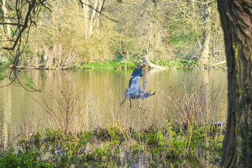 Wall Mural - Grey Heron or Ardea Cinerea in flight over a lake and building a nest