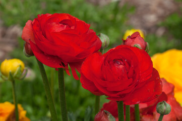 Wall Mural - Sydney Australia, red ranunculus flower with raindrops on petals