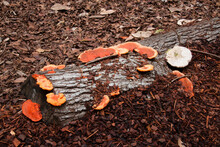 Sydney Australia, Orange And White Fungus On Log In Garden