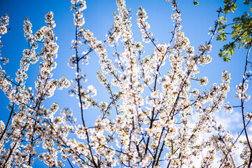 Wall Mural - White blossom of apple blossoms on a sunny day on a background of blue sky. Background, banner