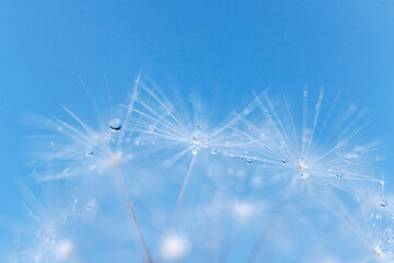 Sticker - Dandelion seeds with dew drops are a perfect decoration for a stylish interior