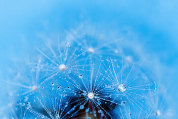 Sticker - Dandelion seeds with dew drops are a perfect decoration for a stylish interior