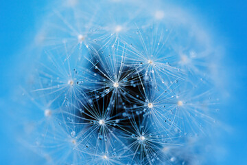 Sticker - Dandelion seeds with dew drops are a perfect decoration for a stylish interior