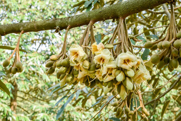 Durian flowers blooming on the branch in the garden for export, agriculture in the countryside, king of fruit in Thailand