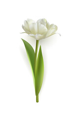 Poster - Spring Tulip Flower