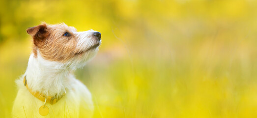 Wall Mural - Head of a cute happy pet dog puppy listening ears in a yellow herb flower field in summer. Web banner.