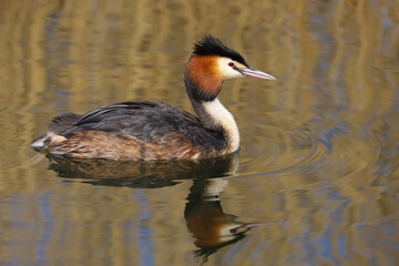 Poster - Adult Great Crested Grebe (Podiceps cristatus) swimming on water, UK