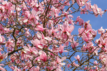 Wall Mural - Pink Magnolia tree in full bloom in the spring sunshine, UK