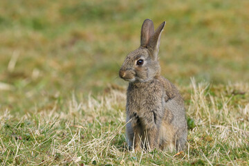 Sticker - Wild Rabbit (Oryctolagus cuniculus) sitting in a field.