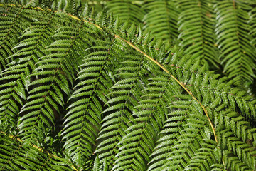 Close up of a fresh green tree fern leaf in the spring sunshine